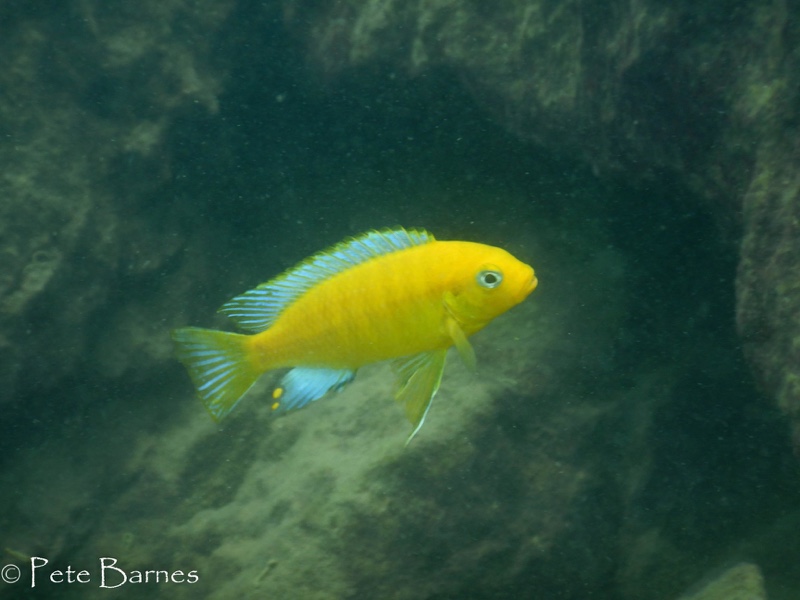 Maylandia barlowi 'Nakantenga Island'
